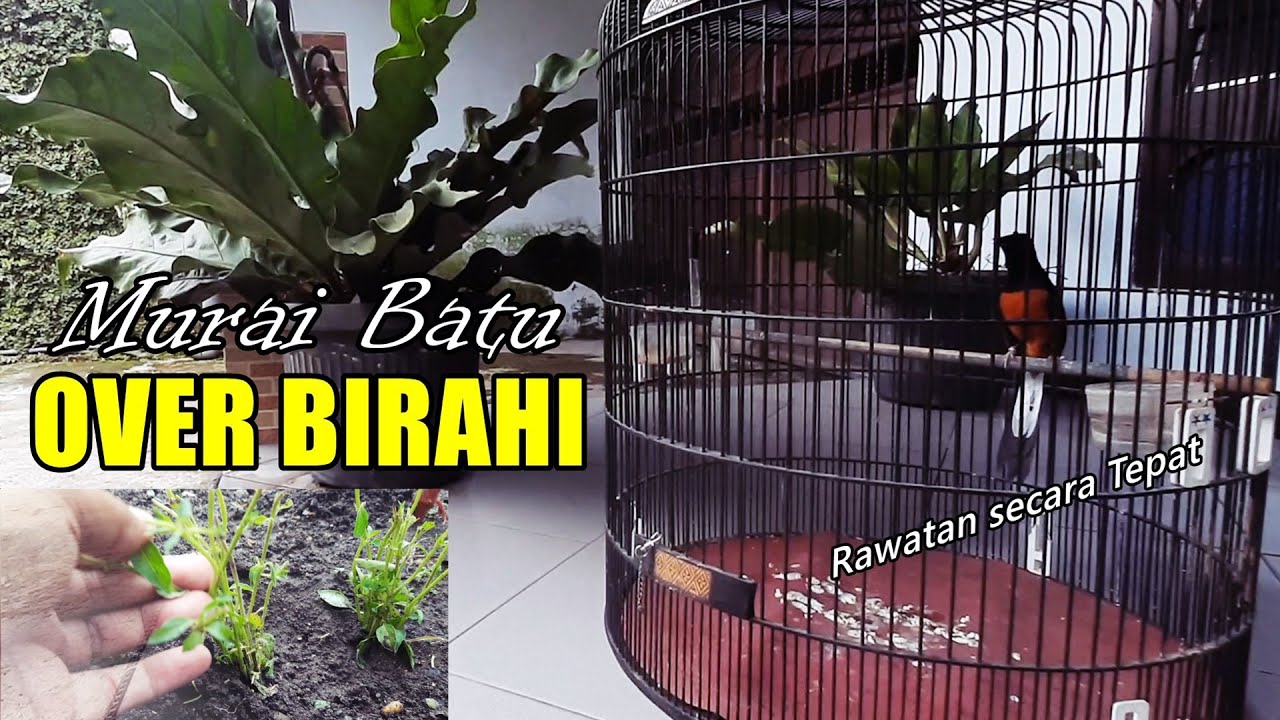 Murai batu over birahi, Cara menangani serta rawatan harian