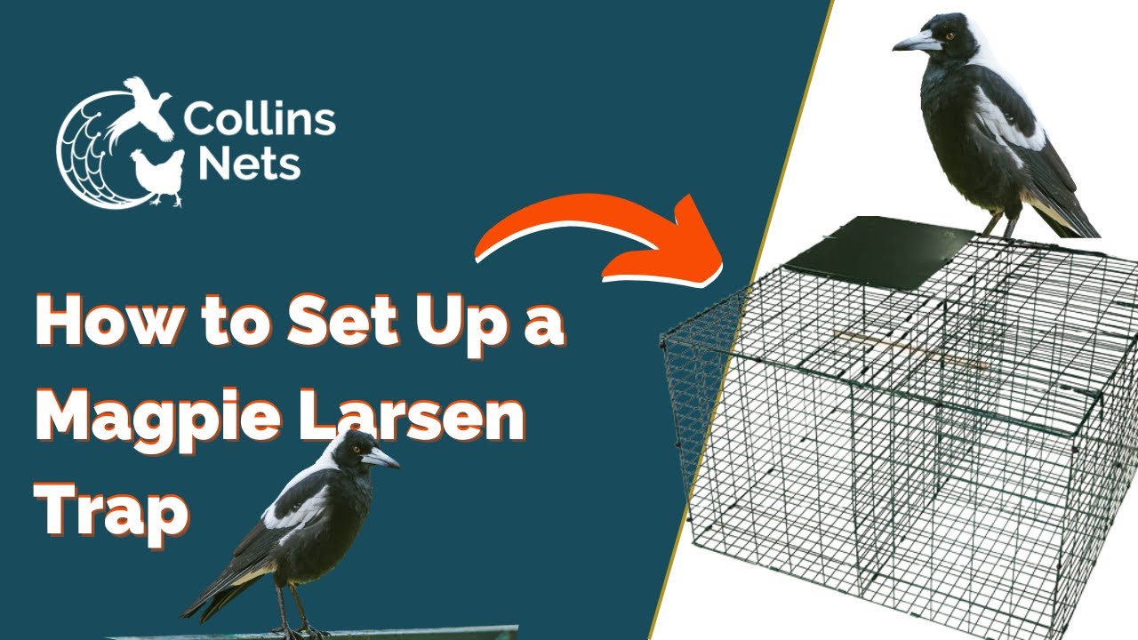 How to Set Up a Double Magpie Larsen Trap | Collins Nets