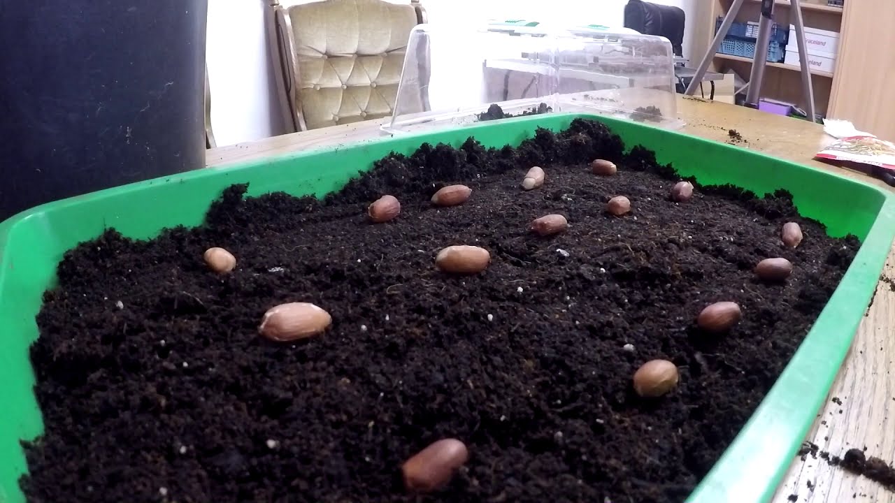 Erdnuss Anzucht 🥜Erdnüsse anbauen 🥜 Erdnüsse anbauen im Garten 🌻🌱