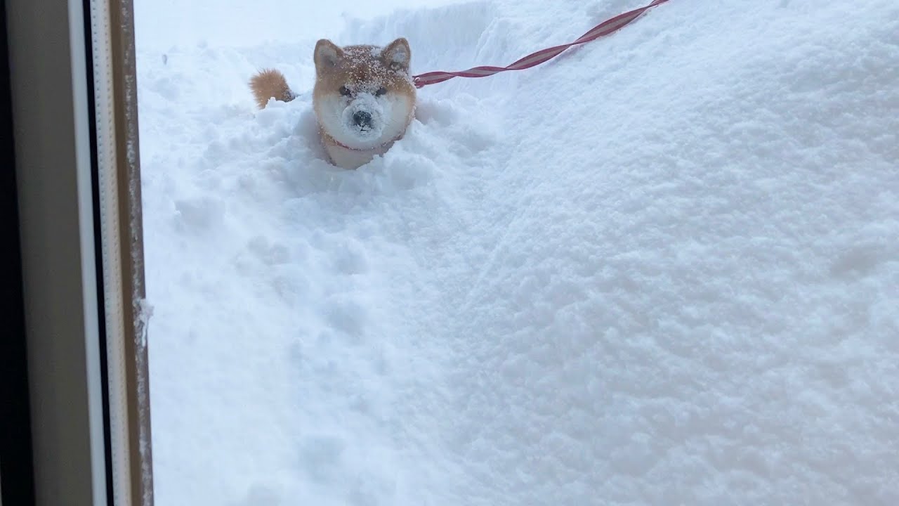 【柴犬】散歩から帰ってこなくて心配してたら家の庭ですごいことになってた。