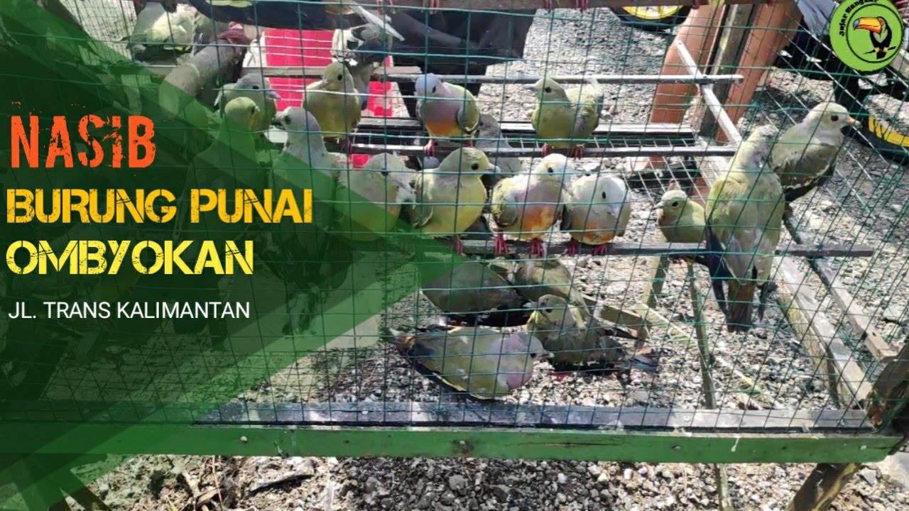 BELI BURUNG PUNAI DIOMBYOKAN I buy birds 
