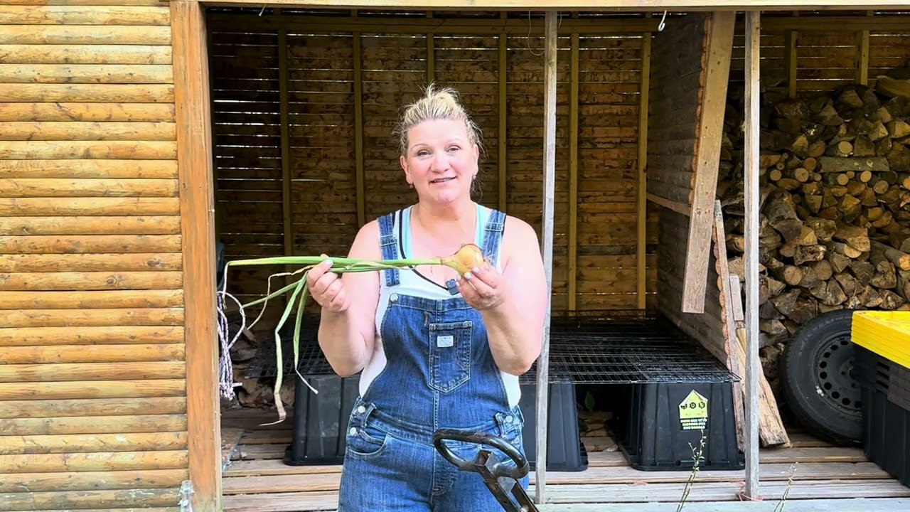 WHEN to HARVEST ONIONS and LONG TERM STORAGE
