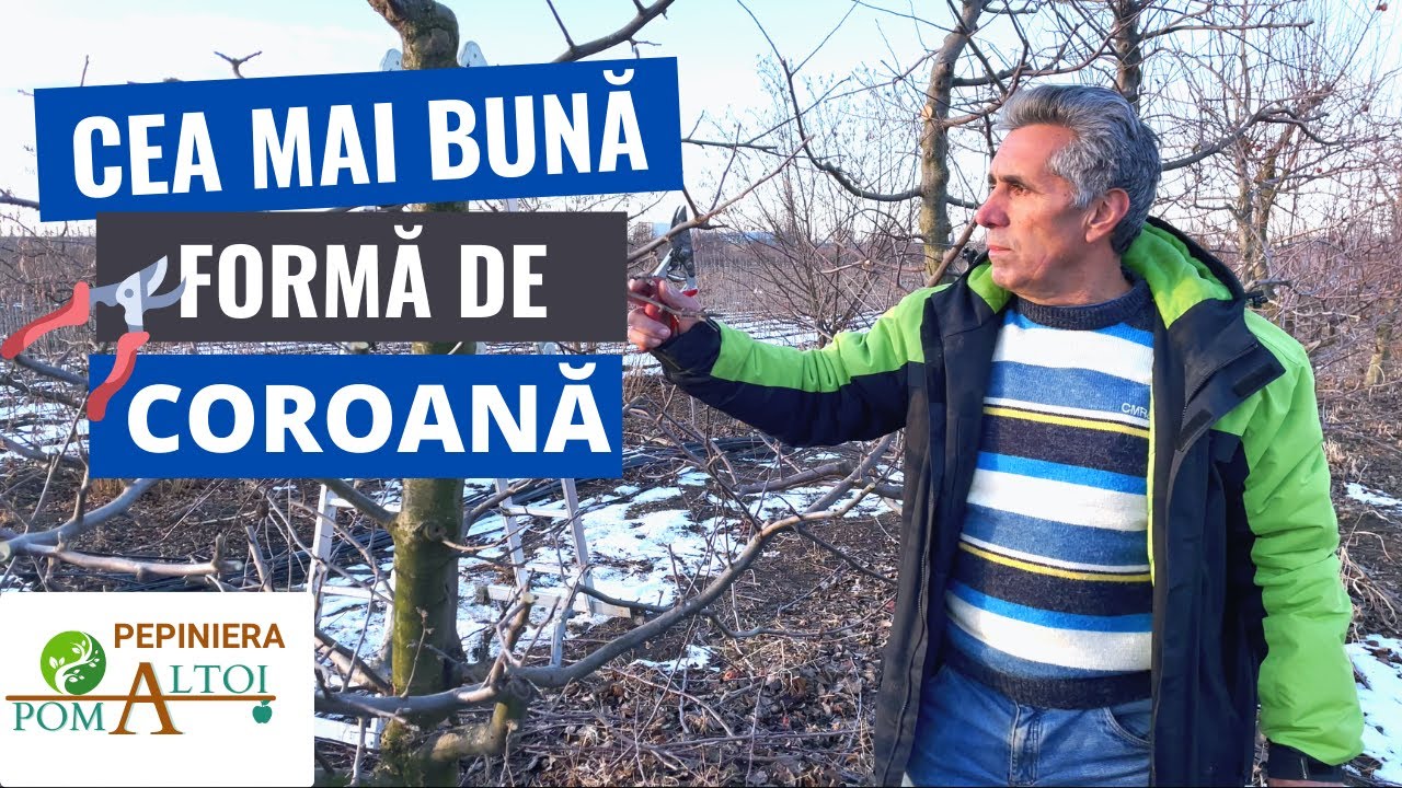 Cum se fac taierile la mar? Forma de coroana Spindle