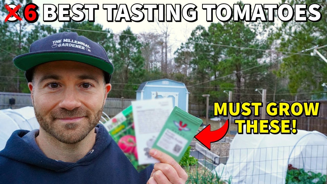 The Most Productive And BEST TASTING TOMATOES To Grow In Your Garden!