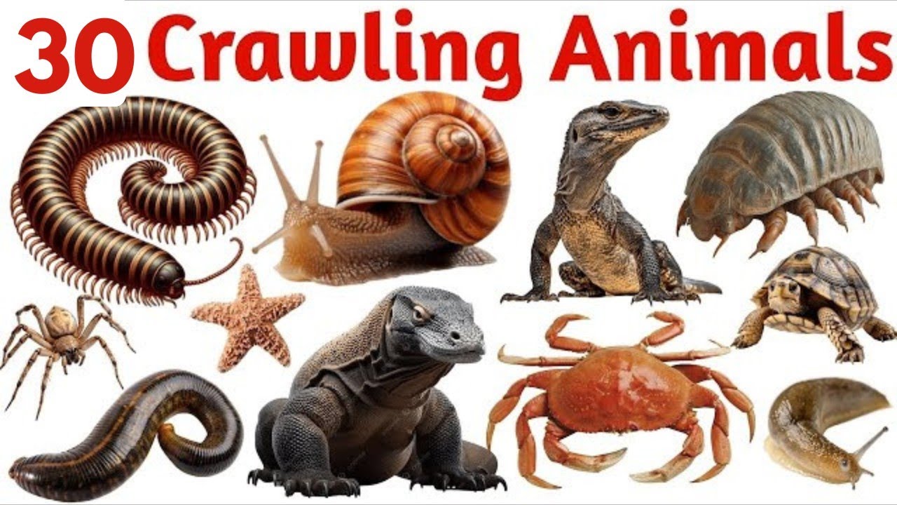 रेंगने वाले जानवर सीखें बच्चों के लिए | Learn 30 Crawling Animal Name For Kids |Type of Crawling. 