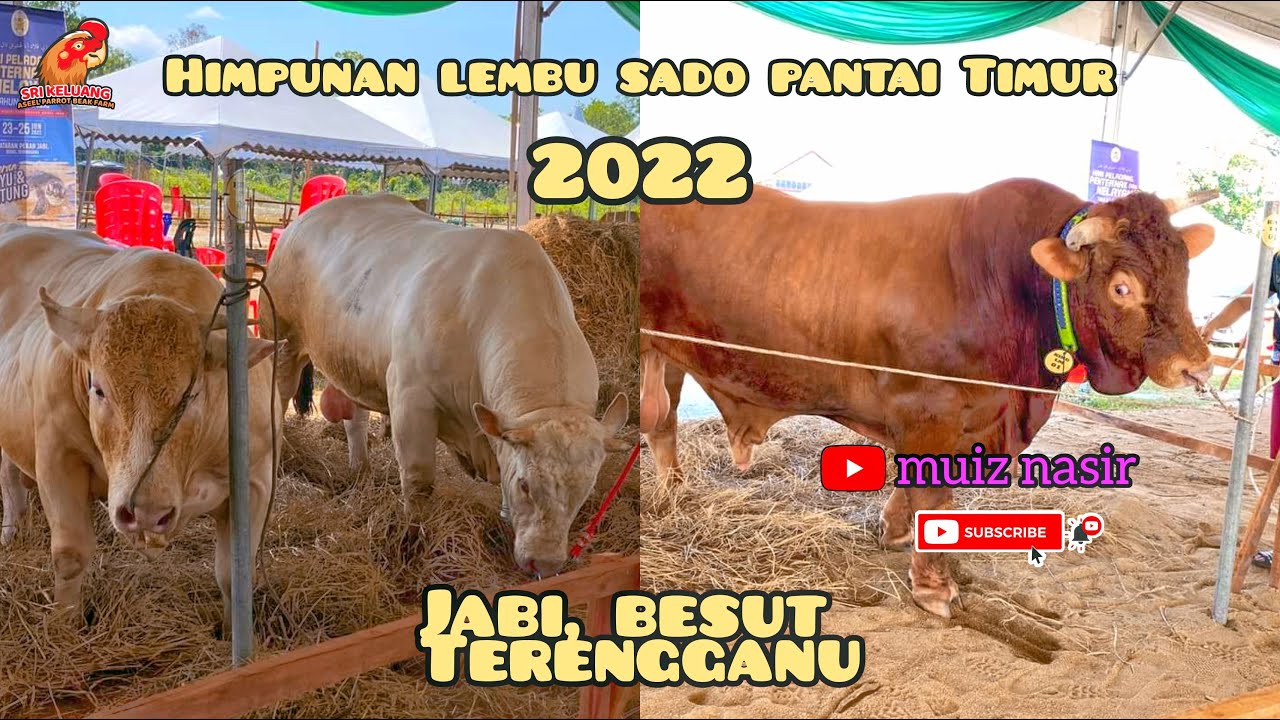 Himpunan Lembu Sado Pantai Timur 2022 (HLSPT22), Jabi Besut Terengganu #ternaksapi