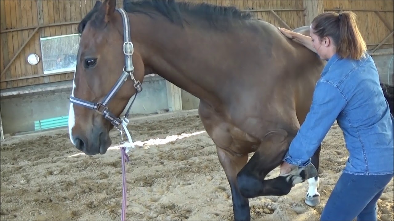 REHAB IS OVER! TIME TO SEE THE EQUINE CHIROPRACTOR! | TheStriveToRide Bone Chip Vlog