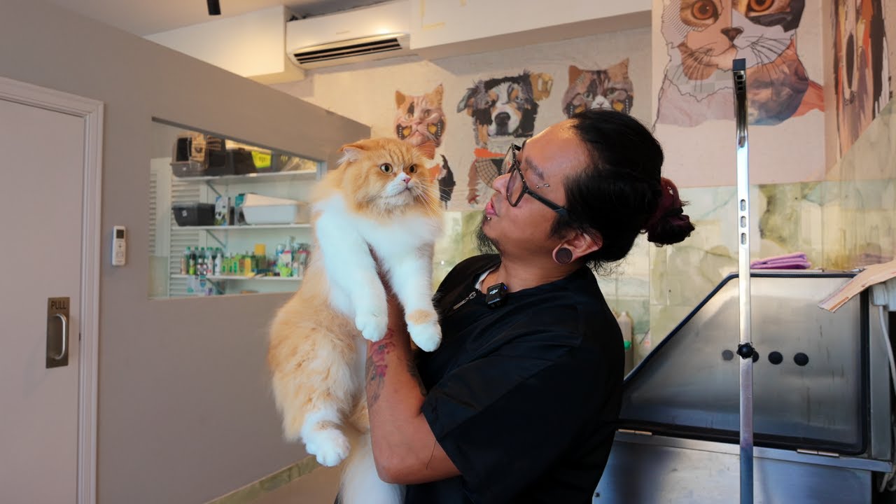 МАКС готов к выставке кошек 😻. Великолепный рыжий помесь персидской и шотландской вислоухой кошки.