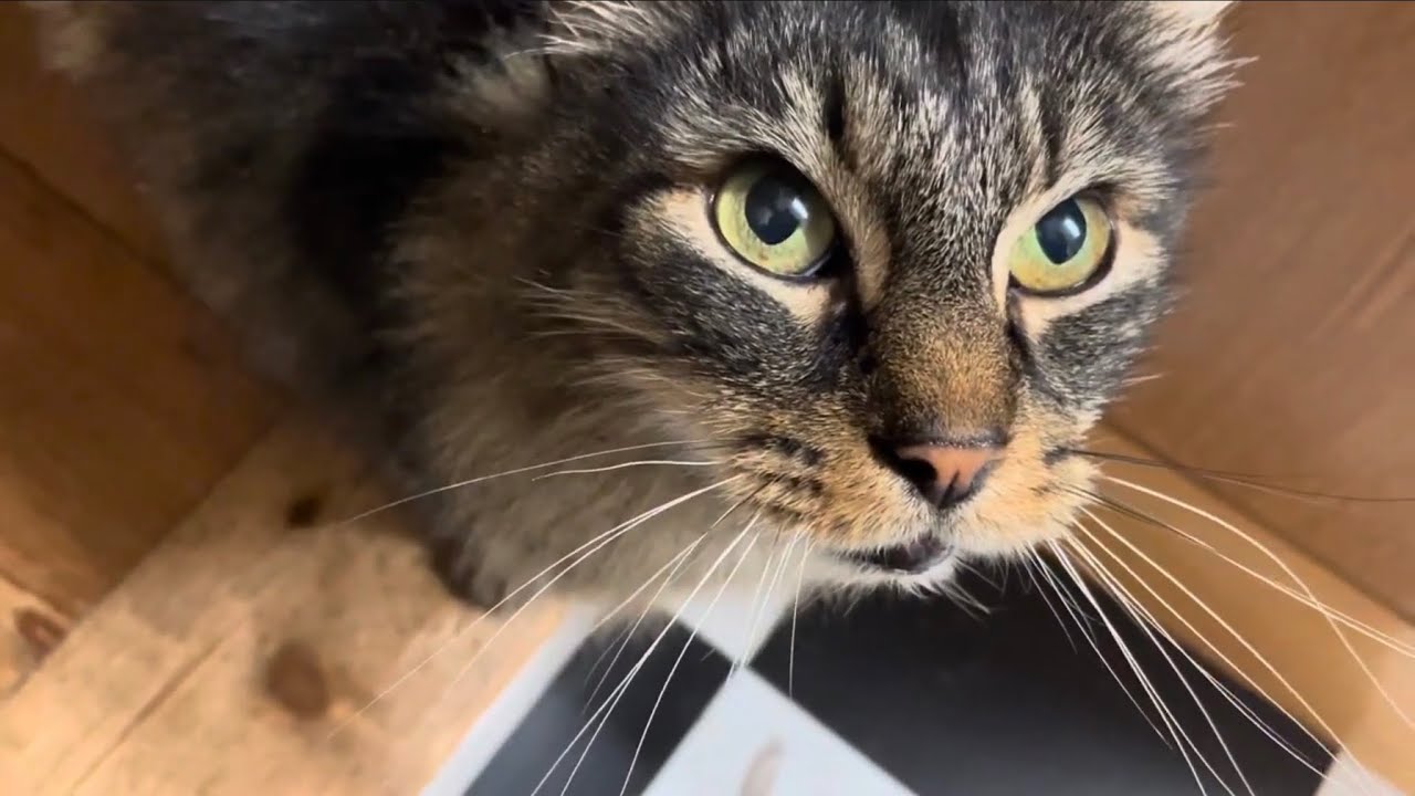 A little ditty for a little kitty