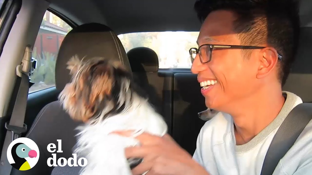 Chofer de Uber sorprende a sus pasajeros con perritos | El Dodo
