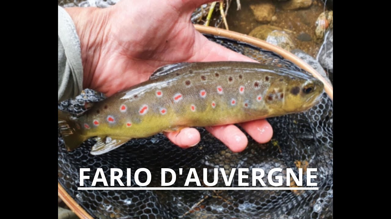 TRUITE.FARIO MENTOS. prend les grosses