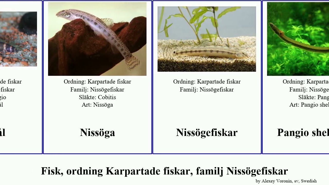Fisk, ordning Karpartade fiskar, familj Niss&ouml;gefiskar fish Jesse choirorhynchos Slampiskare Satya