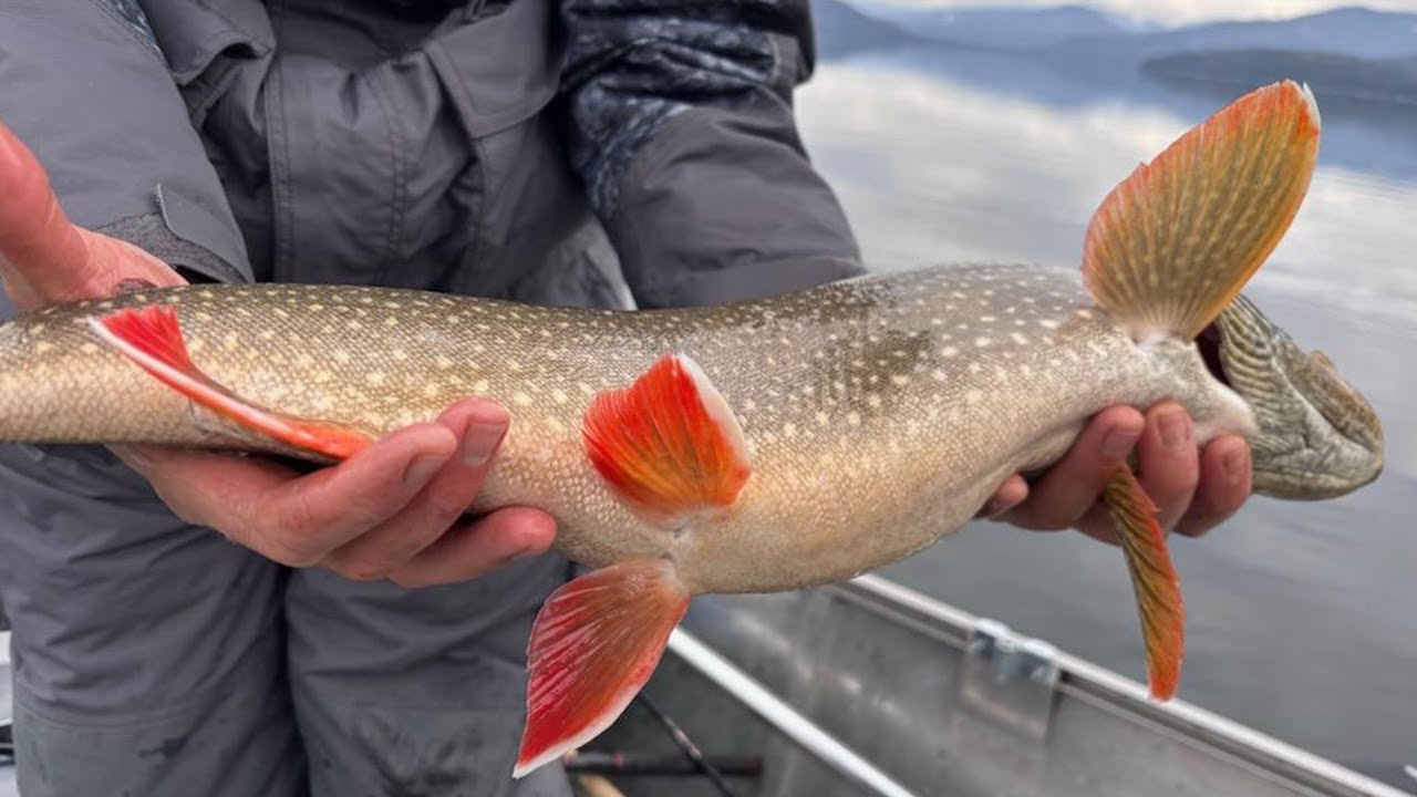 North Idaho Fall Lake Trout