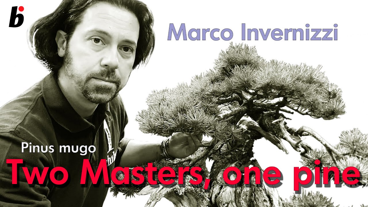 Two Masters, one pine, finalizing the work