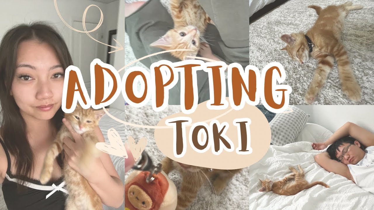 adopting a kitten! (˃ᆺ˂)