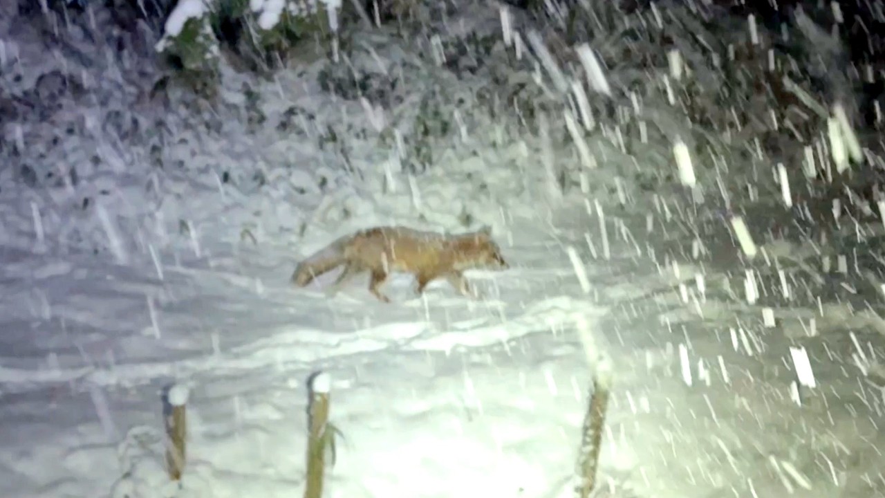 大雪の日を強く生きるキツネたち