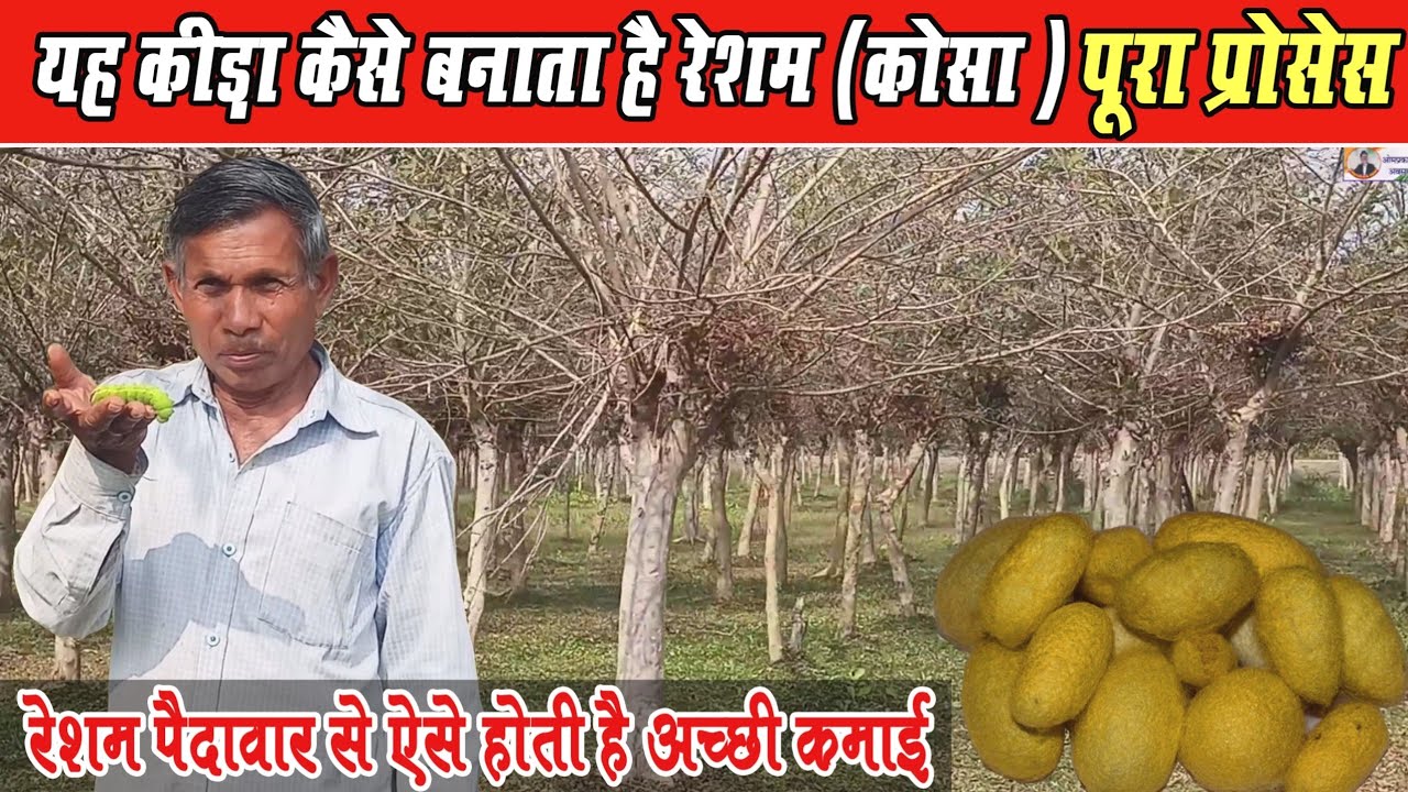 Resham kaise banta hai।। रेशम‌ कैसे बनता है रेशम के कीड़ा से ।। How To Make Silk From Silkworm?