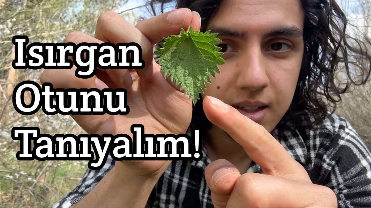 Isırgan otu - Urtica dioica