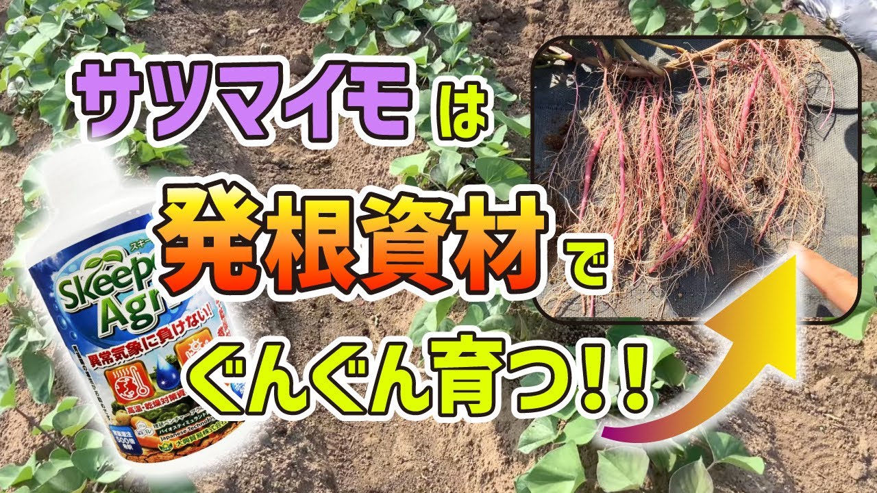 【芋の肥大化を検証】植え付けてどの位でサツマイモになるのか？掘り取りして芋根の肥大のメカニズムを解明！　タネのハシモト
