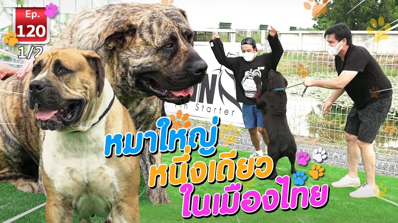 ASIA BIG DOG หนึ่งเดียวในเมืองไทย  - เพื่อนรักสัตว์เอ้ย EP.120 [1/2]