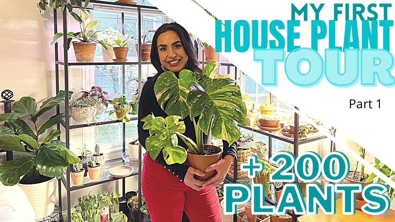 My First HOUSE PLANT TOUR // + 200 houseplant