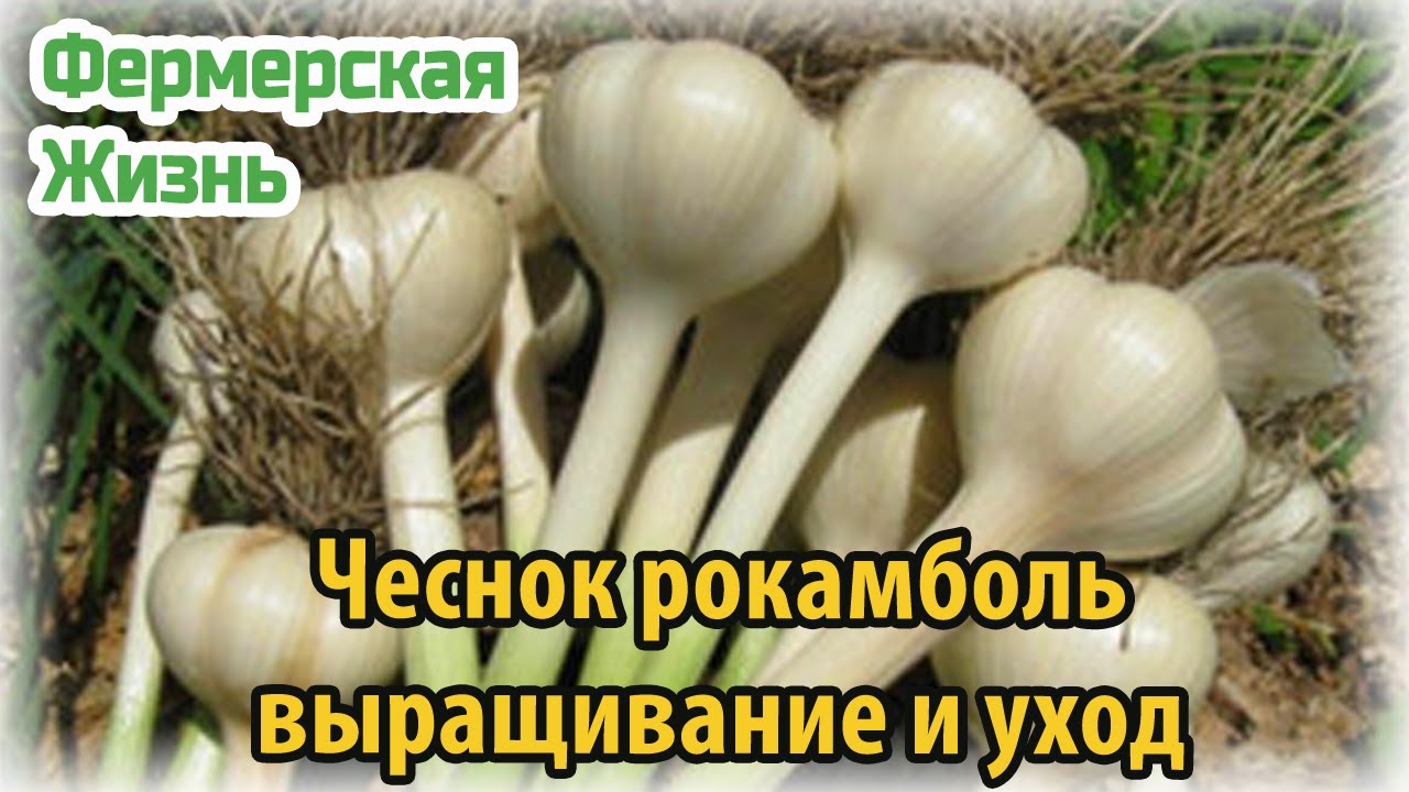 Чеснок рокамболь выращивание, уход