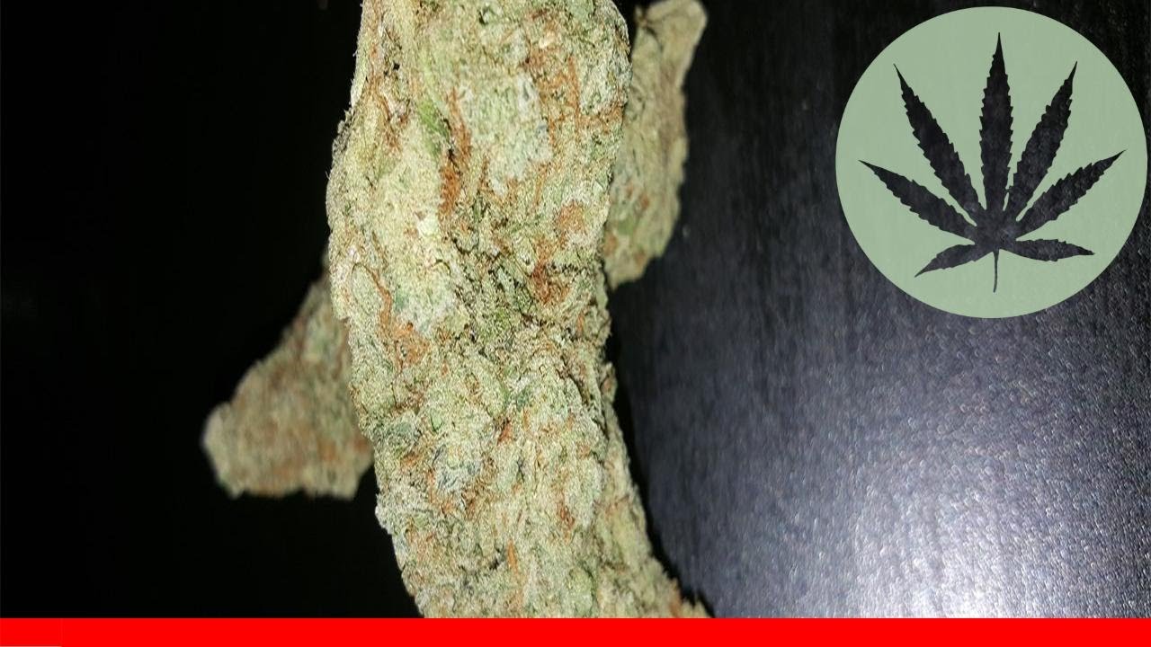 Blue Lights - All About This Strain