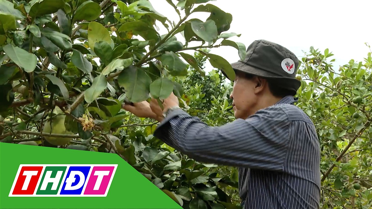 Nông dân tập trung chăm sóc cây ăn trái sau Tết | THDT