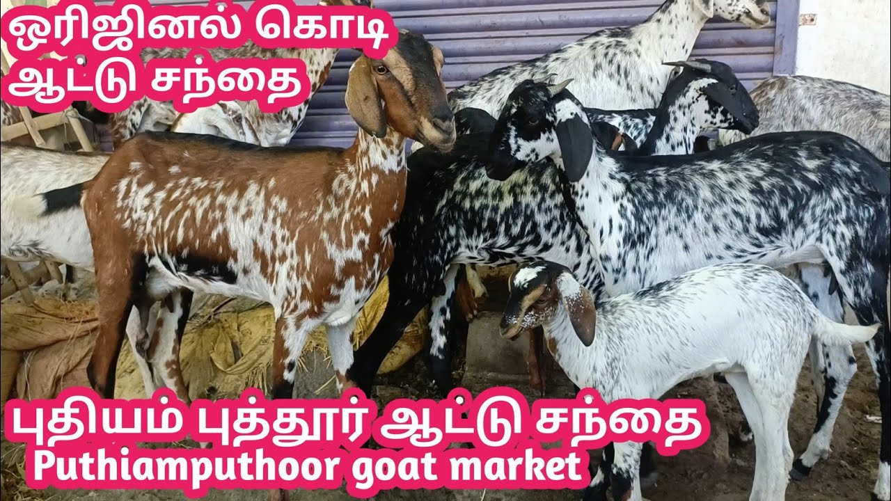 புதியம் புத்தூர் ஆட்டு சந்தை | Puthiamputhur goat market | கொடி ஆடு சந்தை | கால்நடை தோழன் |tamilnadu