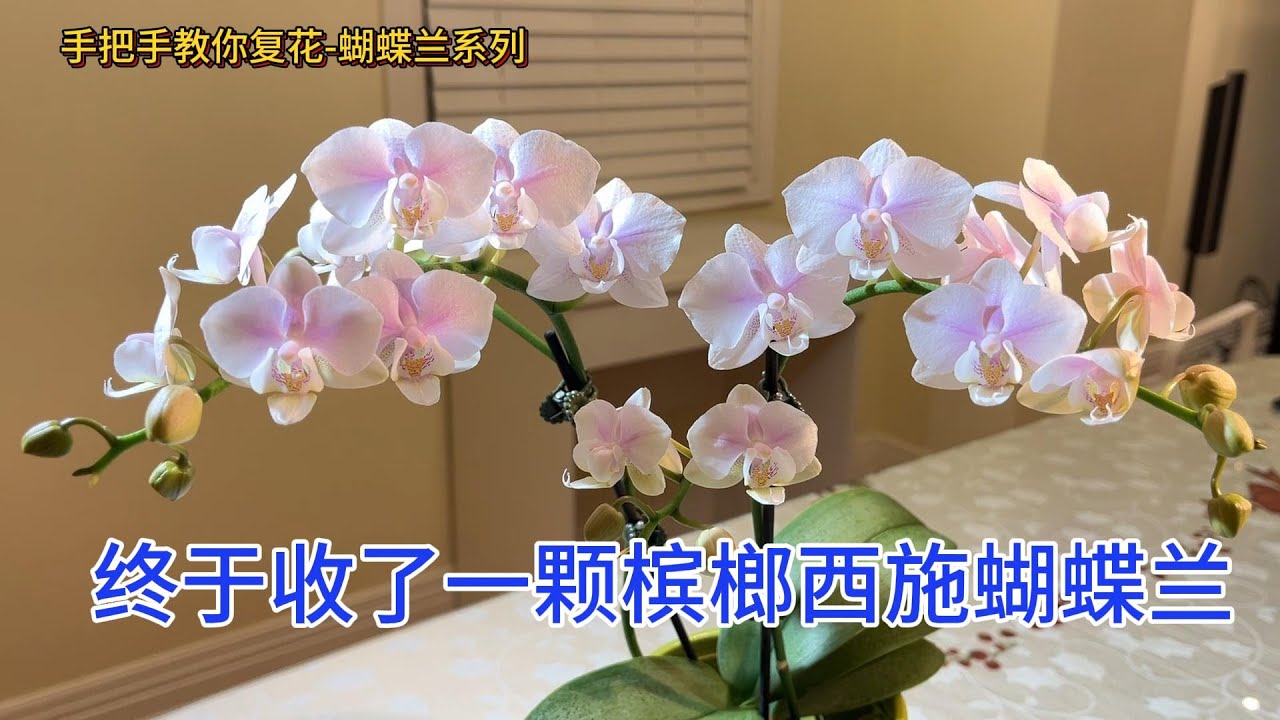 手把手教你复花-蝴蝶兰 88- 终于收了一颗槟榔西施蝴蝶兰 Phalaenopsis Pinlong Cheris