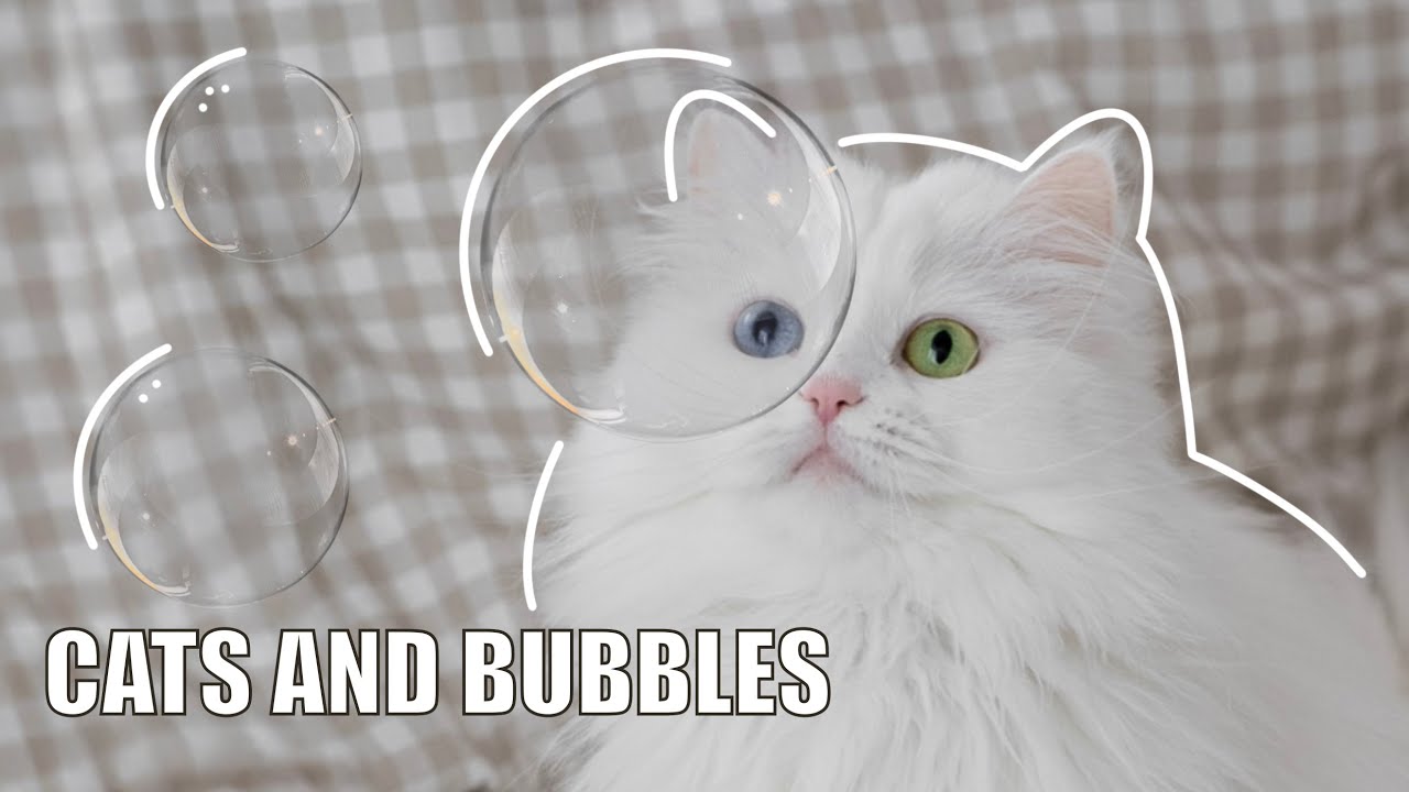 CATS' 1st REACTION TO BUBBLES 🫧 bubble popped on Mia's head, cute meows, exercise wheel running