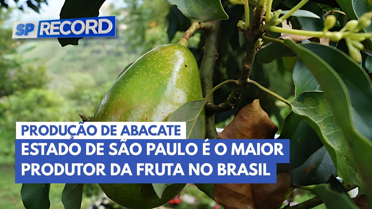 Safra do abacate impulsiona produ&ccedil;&atilde;o no interior de S&atilde;o Paulo