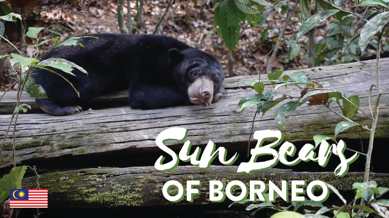 THE FORGOTTEN BEAR 🐻Meeting the Malayan Sun Bear, Smallest Bear in the World 🐻
