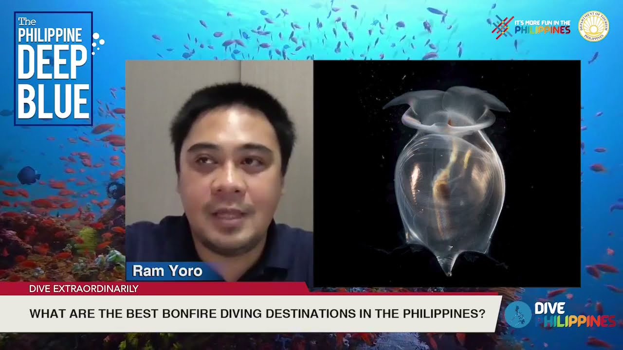 Ep5 - Best Bonfire diving destinations in the Philippines | The Philippine Deep Blue
