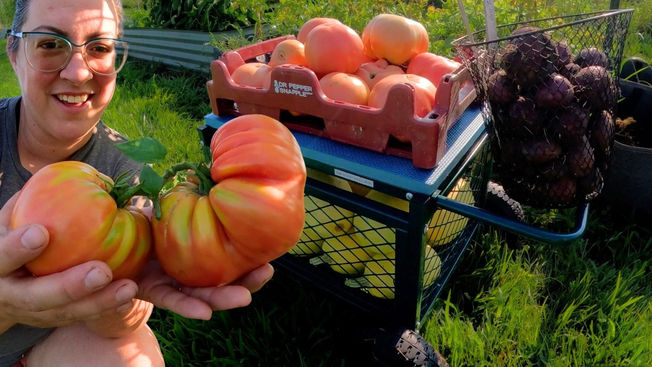 Harvest With Me! Potatoes, Tomatoes & Squash (Goat Antics, Too!)