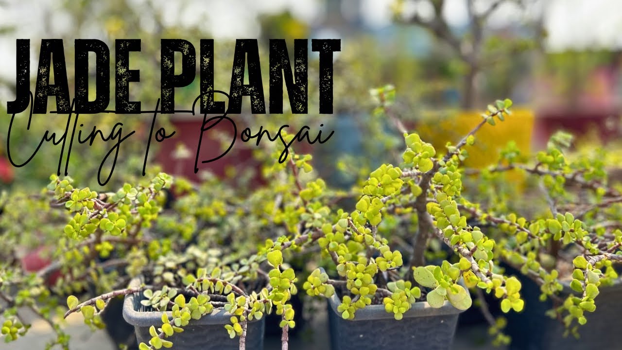 Jade Plant Care🌿 Propagation, Vastu ,Bonsai & Topiary 🌳 #divinegarden98 #jadeplantcare