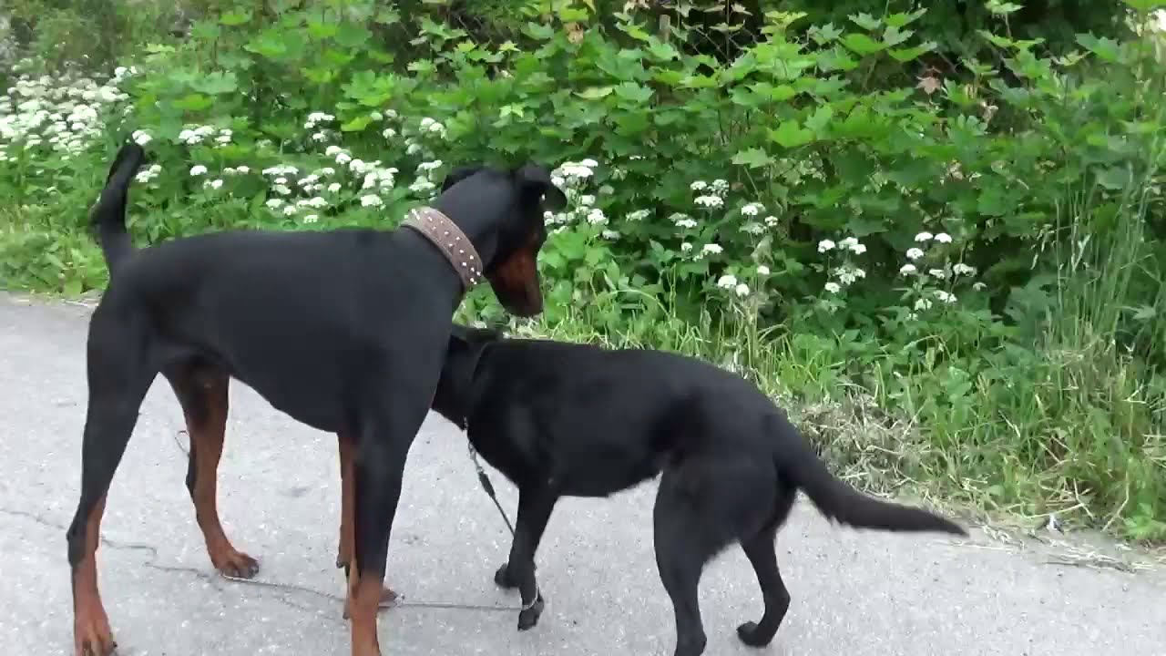 Nuoren dobermannin muutos koulutuksella, Koirakoulu Homeetta