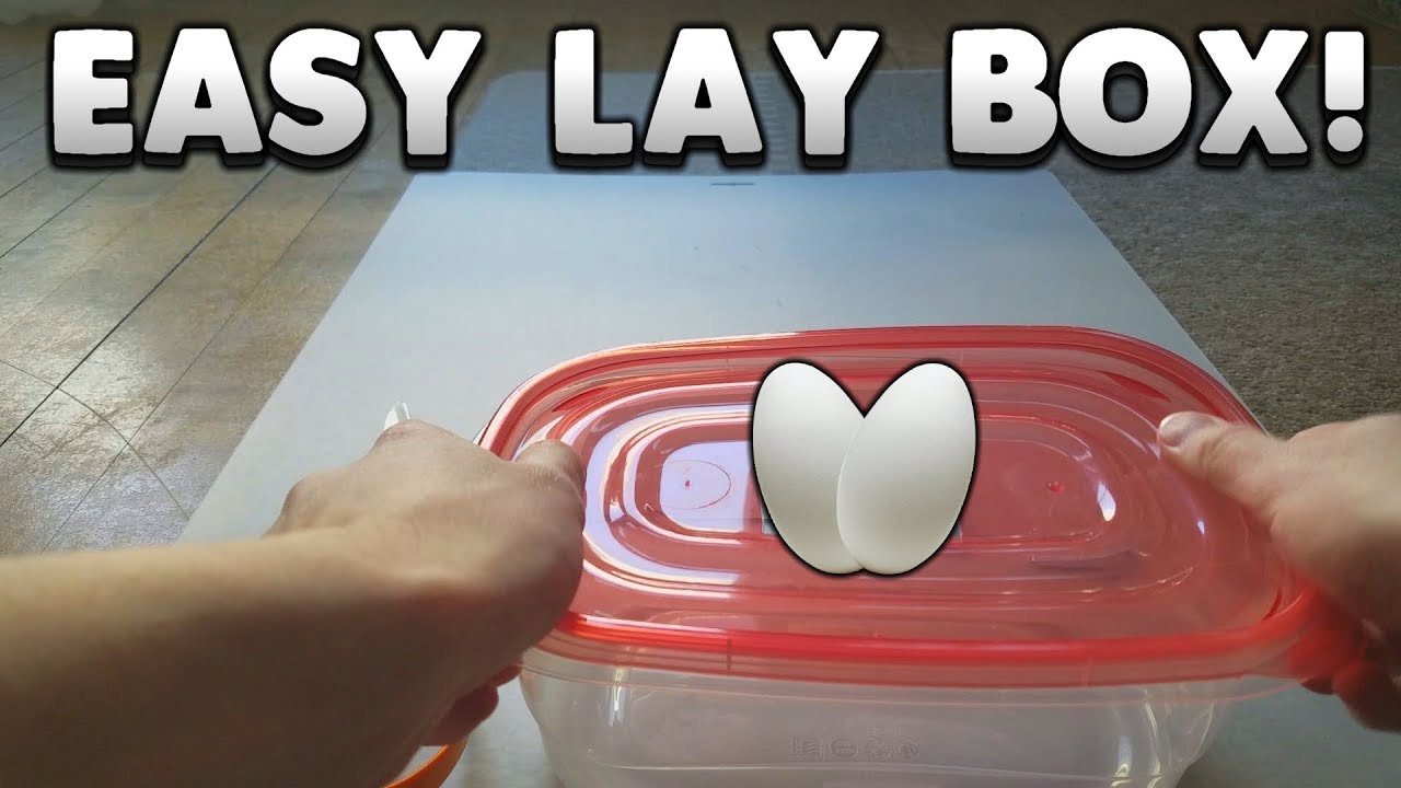 Making An Easy Crested Gecko Lay Box! No Tools Needed!