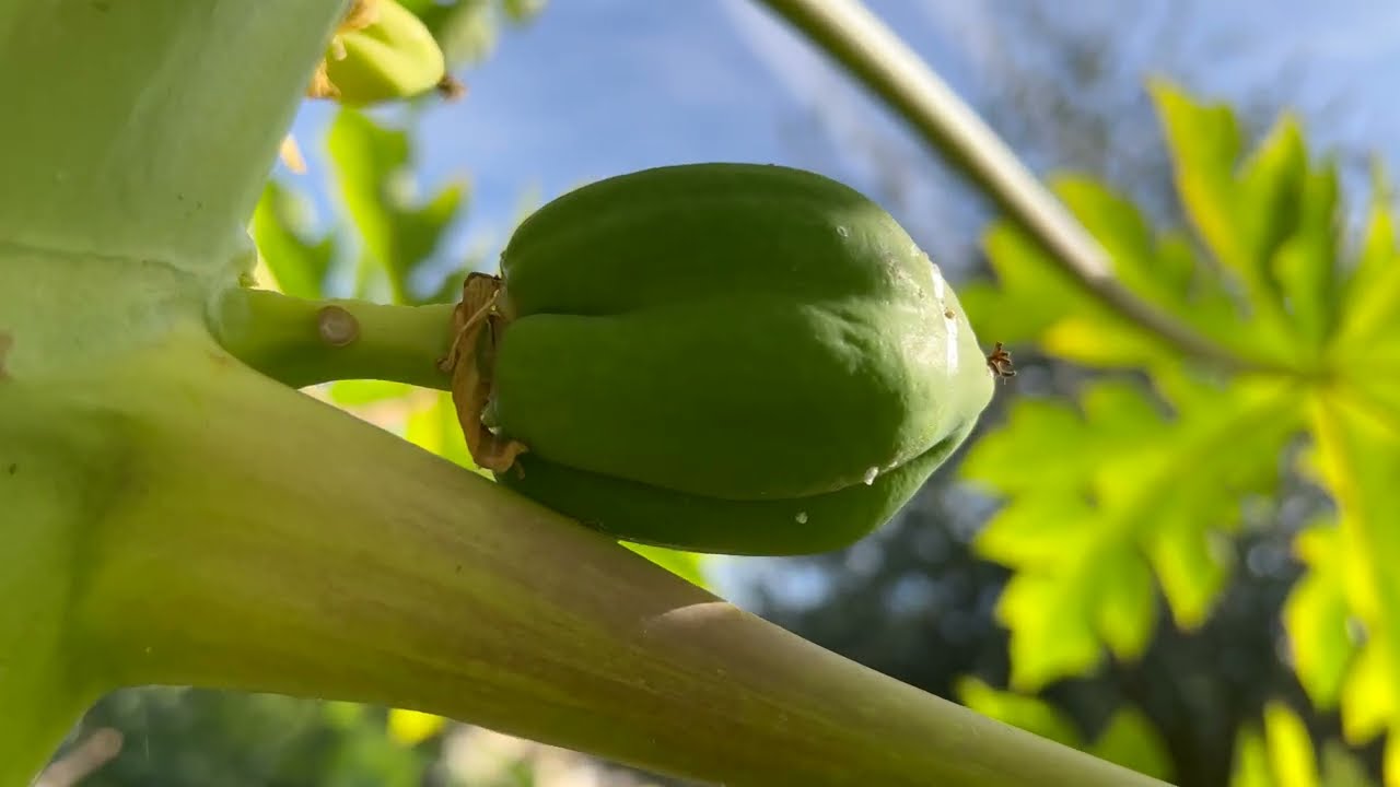Growing Papayas Mesa, AZ Zone 10a