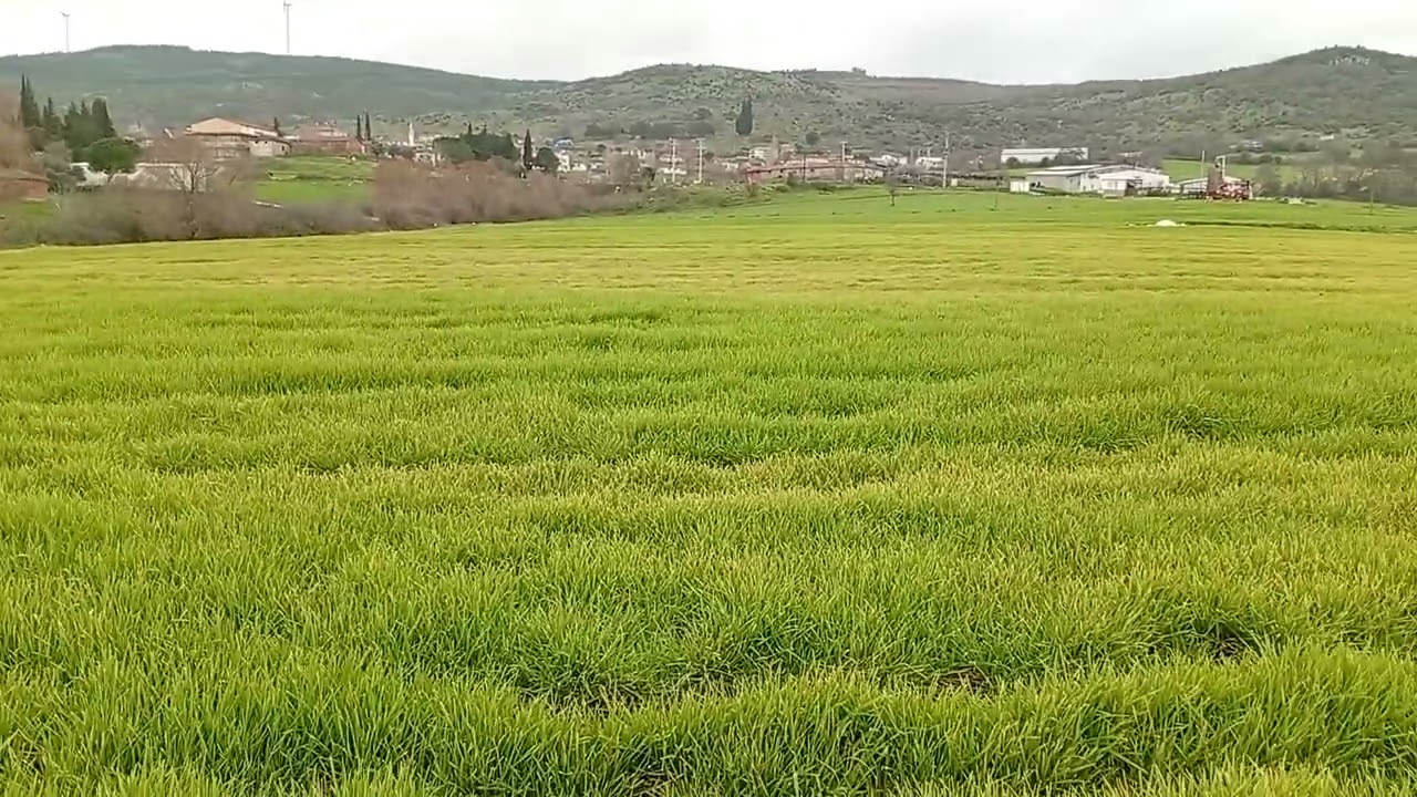 Balıkesir/Gönen/Kalfaköy-İlçeye 6 Km-Köy dibi 8.205 M2 Tarla