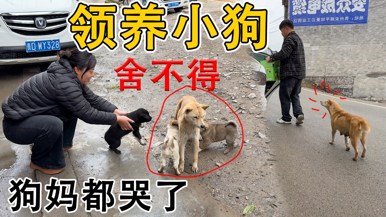 夫妻俩领养小狗  狗妈妈舍不得追着车跑！从此小院又多了一位成员，看家护院的好帮手！