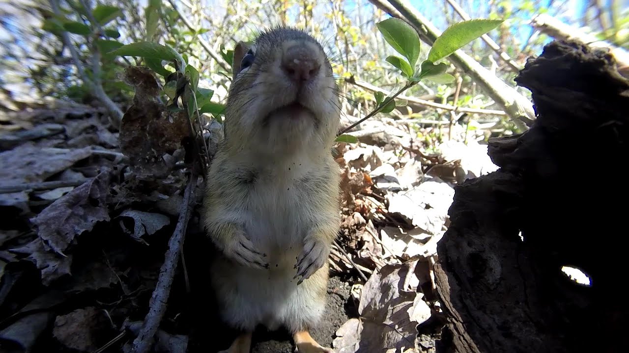 Spring Shenanigans part 2 (birds, chipmunk, shrew)