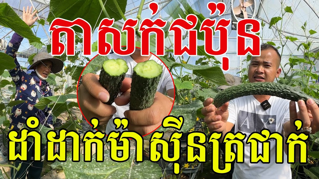 ប្លែកណាស់! ដាំតាសក់ដាក់ម៉ាស៊ីនត្រជាក់