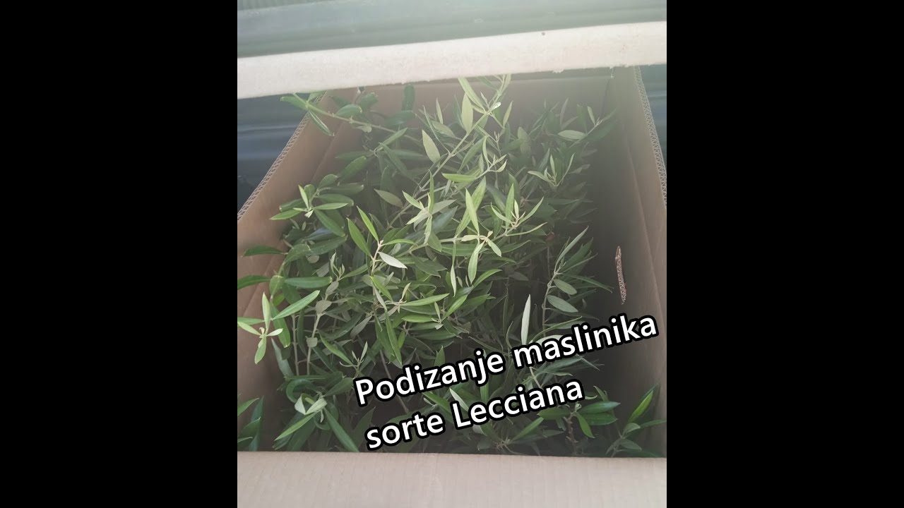 OPG Luka Kamber podizanje maslinika (Lecciana)