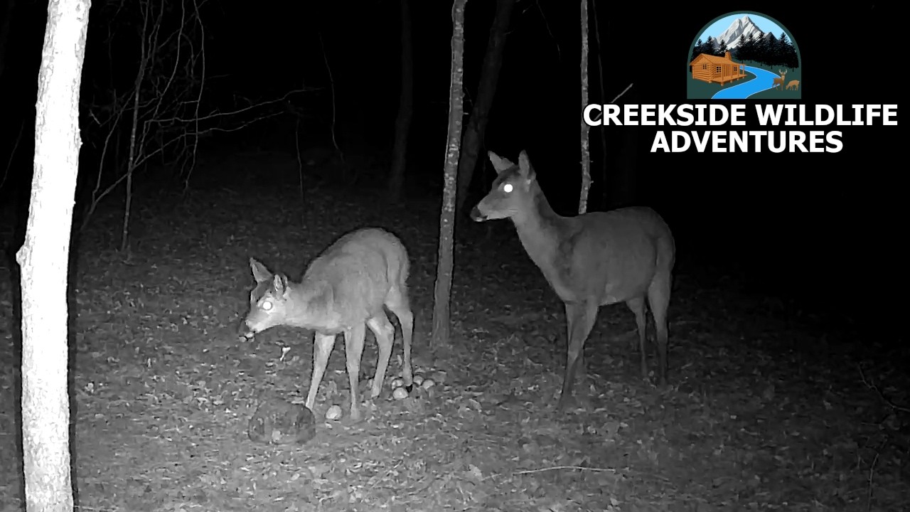 The Cute Deer Family Is Back Again On Trailcam!