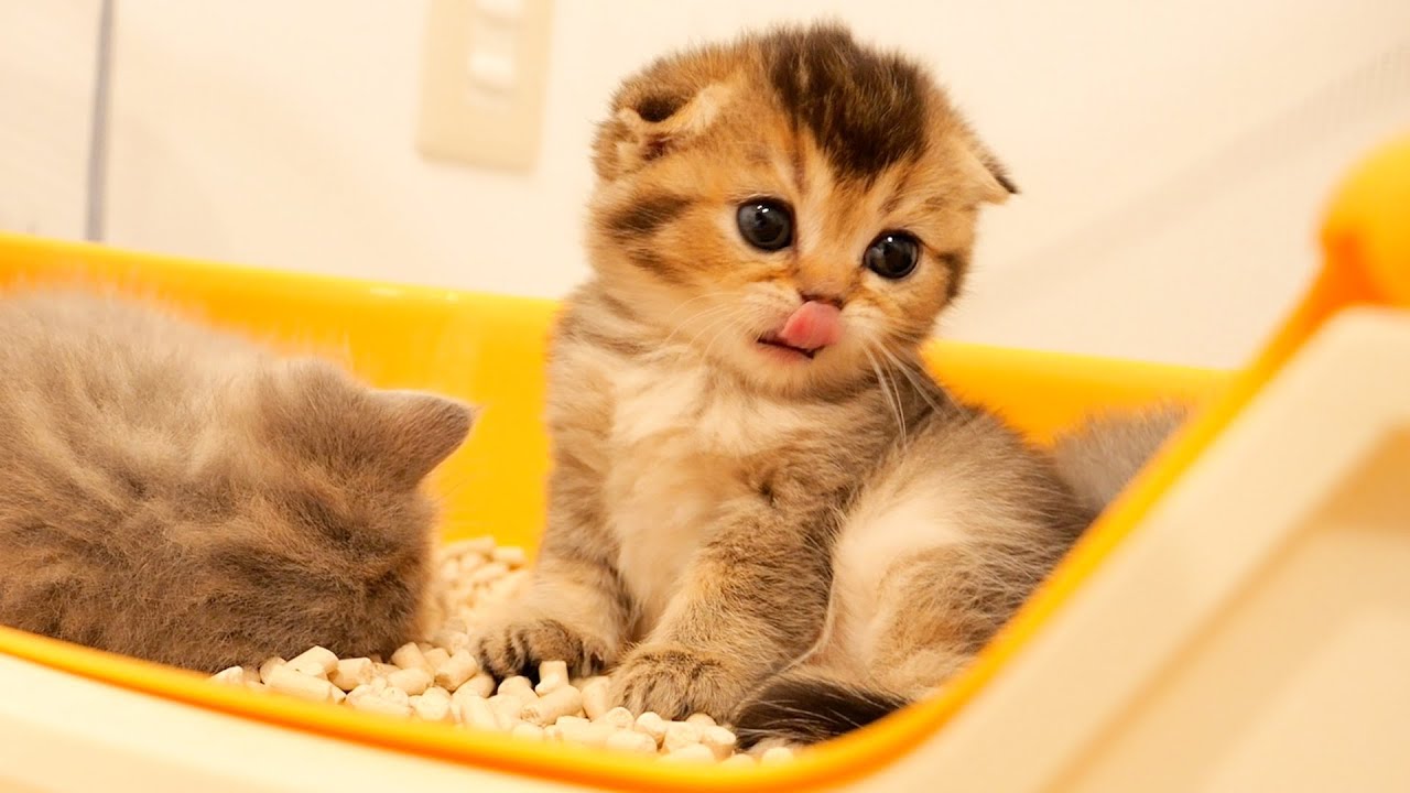 This is what happened when I gave a bed to a kitten who always sleeps in the toilet.