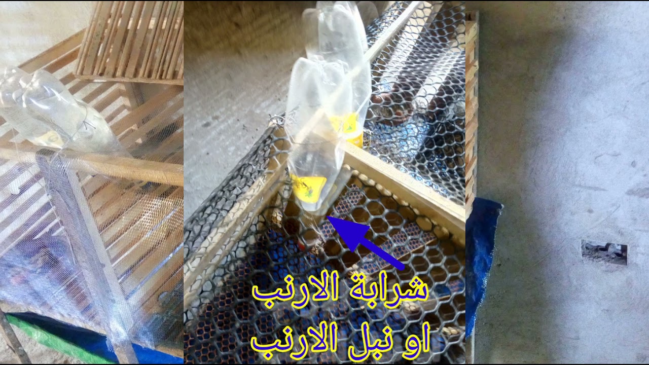 لمحه عن تربية الارنب فى  بطاريات خشب بتكلفة بسيطة جدان جدان جدان | نور للطيور