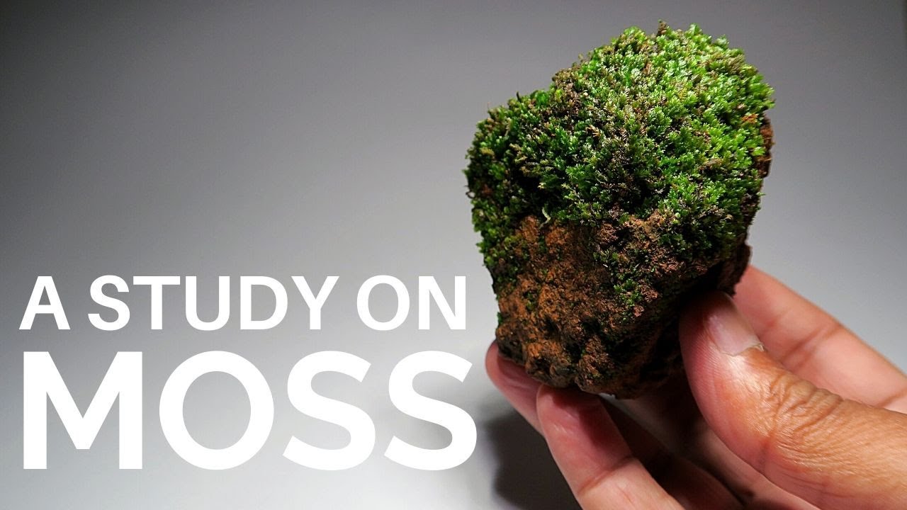 A brief study on some common terrestrial moss species (Collecting and Identifying land moss)