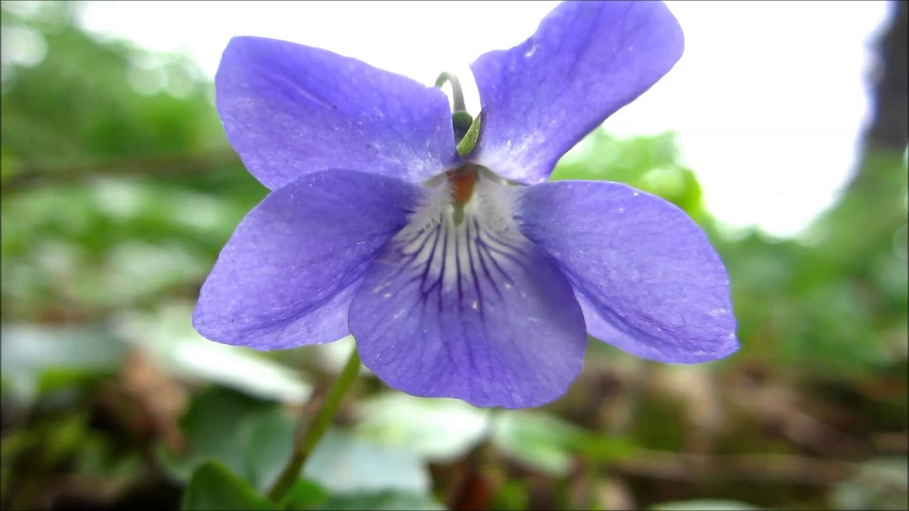 Common dog-violet (Viola riviniana) / Wood violet - 2014-04-06