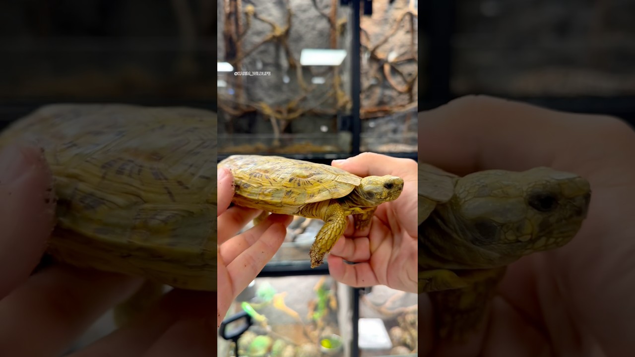 The crazy difference between an greek tortoise and an African pancake tortoise 😍😍🔥🔥